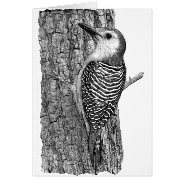 Rotbauchspecht (Vorne)