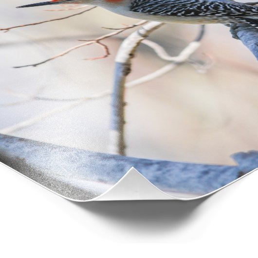 Rotbauchspecht Fotodruck (Ecke)