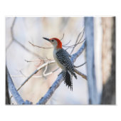 Rotbauchspecht Fotodruck (Vorne)