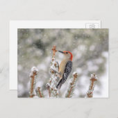 Rotbauchspecht im Schnee Postkarte (Vorne/Hinten)