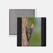Rotbauchspecht Magnet (Vorderseite/Rückseite)