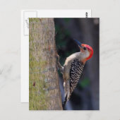 Rotbauchspecht Postkarte (Vorne/Hinten)