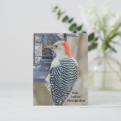 Rotbauchspecht Postkarte (Stehend Vorderseite)