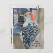 Rotbauchspecht Postkarte (Vorne/Hinten)