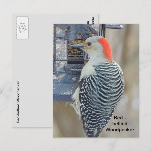 Rotbauchspecht Postkarte (Vorne/Hinten)