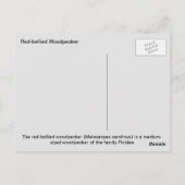Rotbauchspecht Postkarte (Rückseite)