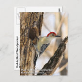 Rotbauchspecht Postkarte (Vorne/Hinten)