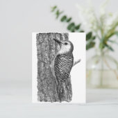 Rotbauchspecht Postkarte (Stehend Vorderseite)