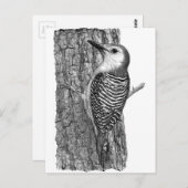 Rotbauchspecht Postkarte (Vorne/Hinten)
