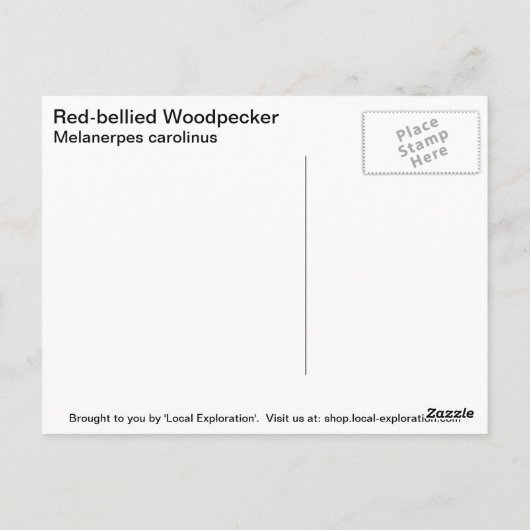 Rotbauchspecht Postkarte (Rückseite)