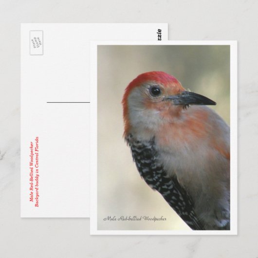 Rotbauchspecht Postkarte (Vorne/Hinten)