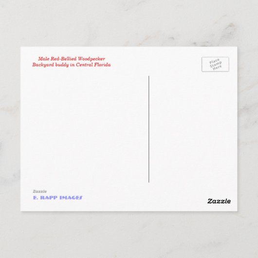 Rotbauchspecht Postkarte (Rückseite)