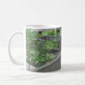 Rotbauchspecht-Tasse Kaffeetasse (Links)