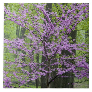 Rotbäume im vollen Frühling blühen in der Nähe Fliese