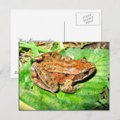 Rotbeinfrosch Postkarte (Vorne/Hinten)