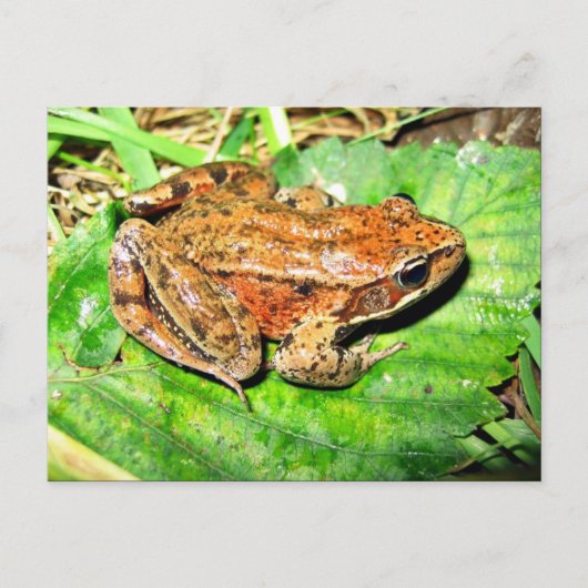 Rotbeinfrosch Postkarte (Vorderseite)
