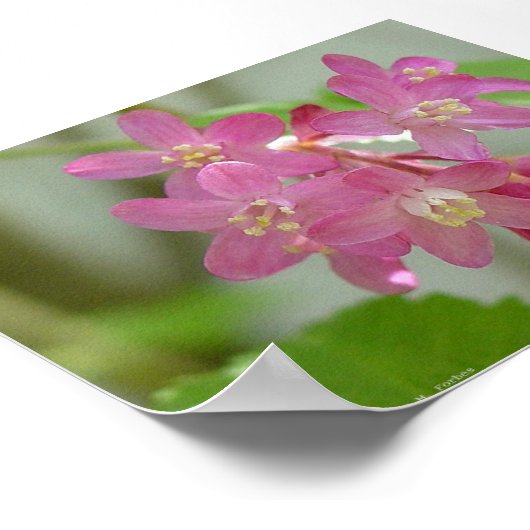 Rotblühstrom Poster (Ecke)