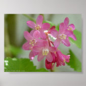 Rotblühstrom Poster (Vorne)