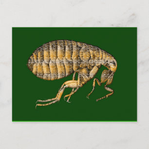 Rotbraun Postkarte