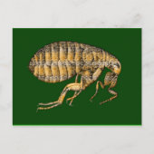 Rotbraun Postkarte (Vorderseite)