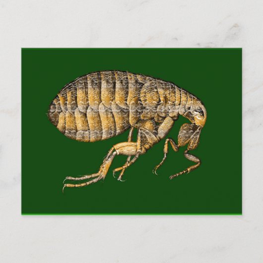 Rotbraun Postkarte (Vorderseite)