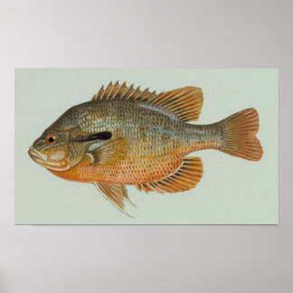 Rotbrust Sunfish - Lepomis auritus Poster
