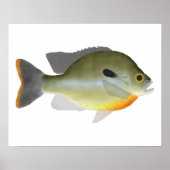 Rotbrust Sunfish Poster (Vorne)