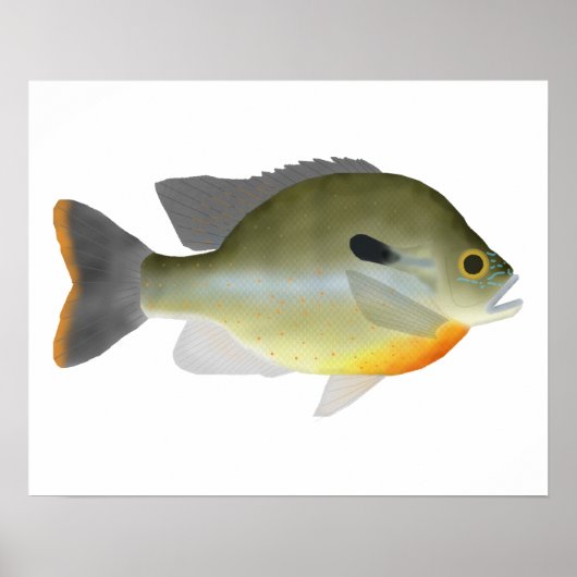 Rotbrust Sunfish Poster (Vorne)