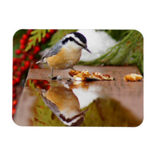 Rotbrüstiger Kleiber Magnet