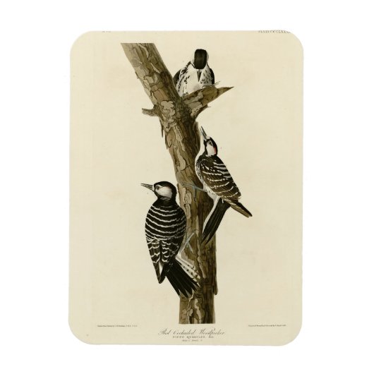 Rotcockaded Woodpecker Audubons Vögel von Amerika Magnet (Vertikal)