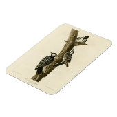 Rotcockaded Woodpecker Audubons Vögel von Amerika Magnet (Linke Seite)