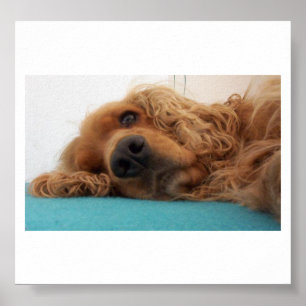 Rotdeutsch Cocker spaniel 2.png Poster