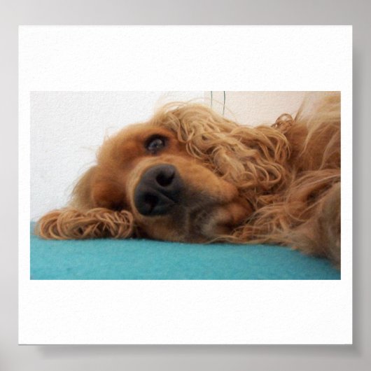 Rotdeutsch Cocker spaniel 2.png Poster (Vorne)
