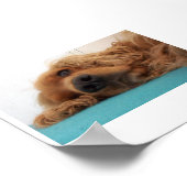 Rotdeutsch Cocker spaniel 2.png Poster (Ecke)