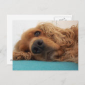 Rotdeutsch Cocker spaniel 2.png Postkarte (Vorne/Hinten)