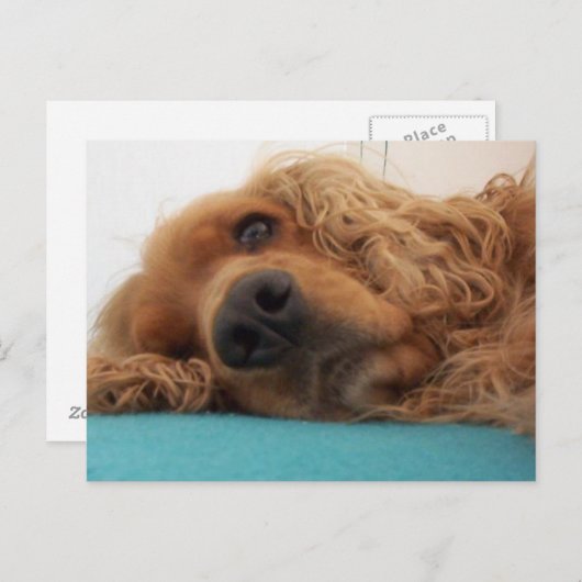 Rotdeutsch Cocker spaniel 2.png Postkarte (Vorne/Hinten)