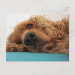 Rotdeutsch Cocker spaniel 2.png Postkarte