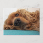 Rotdeutsch Cocker spaniel 2.png Postkarte (Vorderseite)
