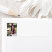 Rotdoberman (Insitu)