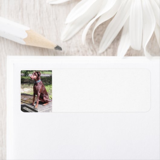 Rotdoberman (Insitu)