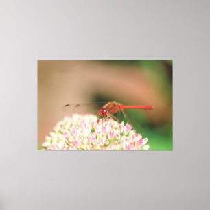 Rotdrachenfotografie Leinwanddruck