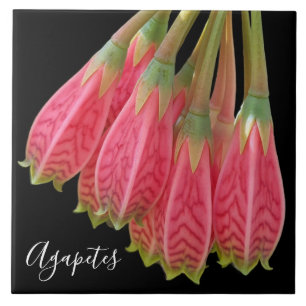 Rote Agapetes-Blume Fliese