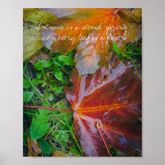 Rote Ahorn-Blätter Poster (Vorne)