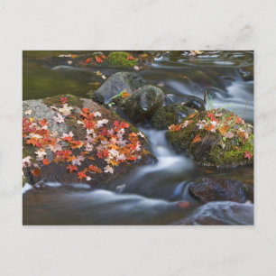 Rote Ahornblätter bedecken die Felsen in der Postkarte