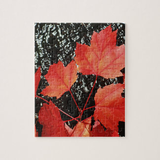 Rote Ahornblätter Herbstsaison Herbst Foto Puzzle