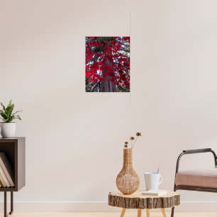Rote Ahornblätter und Riesenmammutbaum Poster