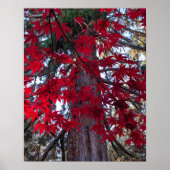 Rote Ahornfische Blätter und RiesenSequoia Poster (Vorne)
