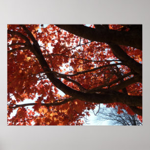 Rote Ahornzweige Herbstfarben Poster