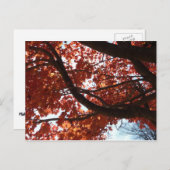 Rote Ahornzweige Herbstfarben Postkarte (Vorne/Hinten)