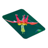 Rote Akelei Magnet (Rechte Seite)
